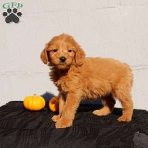 Vienna, Mini Goldendoodle Puppy